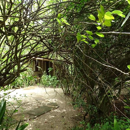 ホテル Jungle House サン・ミゲル・ド・ゴストーゾ エクステリア 写真